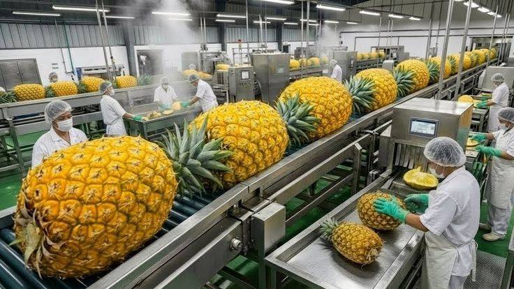  食品工廠興建規劃設計全攻略｜周嘉源建築師事務所   